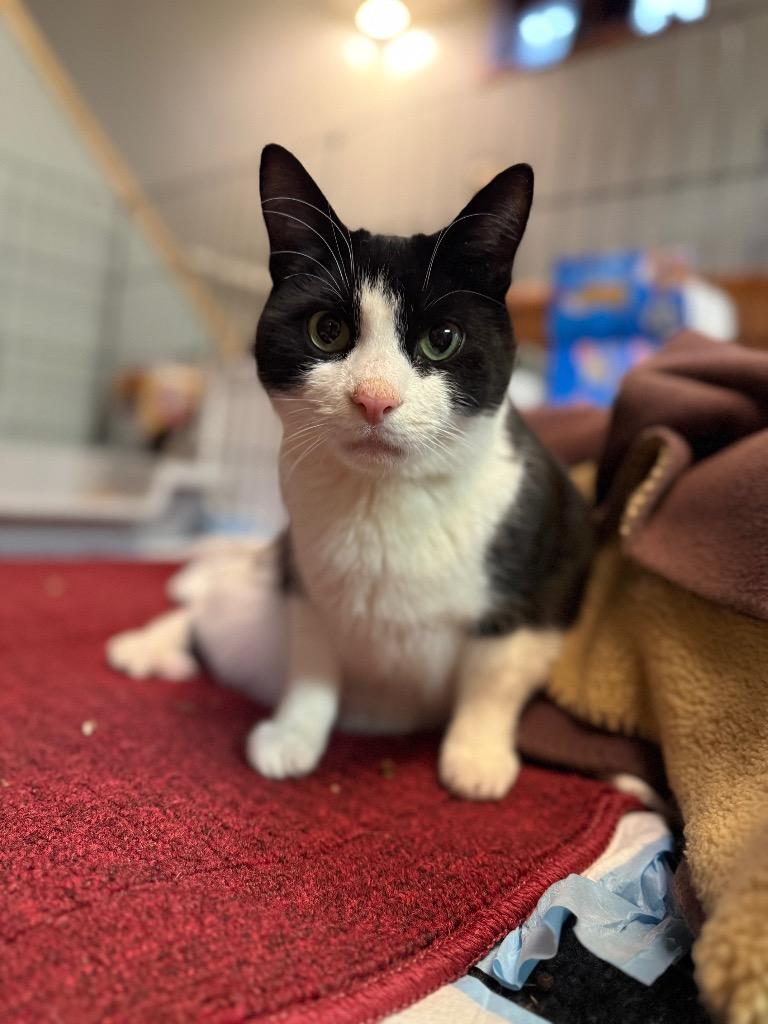 Enlarge Ocean Sailor, a Adoptable mixed breed in Lancaster, PA image 1/1