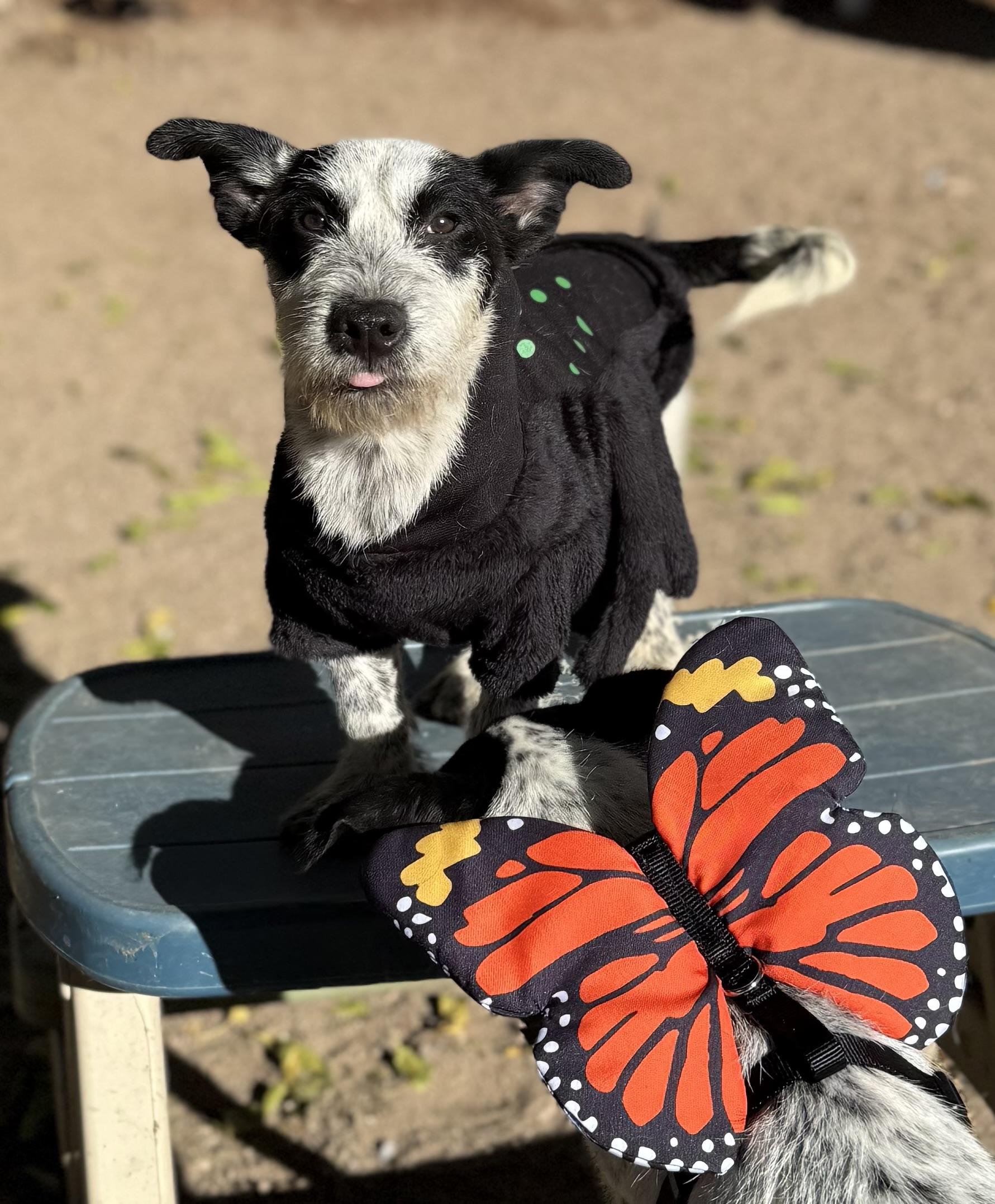 Gru, a Adoptable mixed breed in Denver , CO image 1/5