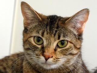 Bubbles, ADOPTABLE, Adult Female Domestic Short Hair & Tortoiseshell.