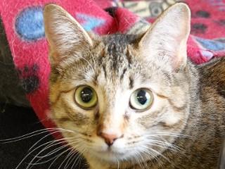 Enlarge Bubbles, a ADOPTABLE mixed breed in Anaconda, MT image 3/5