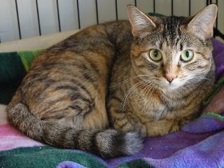 Enlarge Bubbles, a ADOPTABLE mixed breed in Anaconda, MT image 2/5