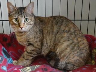 Enlarge Bubbles, a ADOPTABLE mixed breed in Anaconda, MT image 4/5