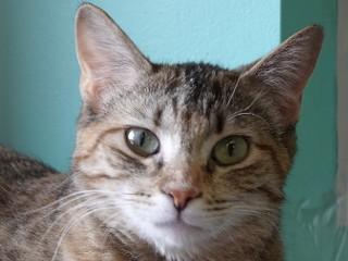 Bubbles, ADOPTABLE, Adult Female Domestic Short Hair & Tortoiseshell.