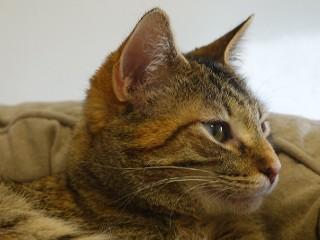 Enlarge Bubbles, a ADOPTABLE mixed breed in Anaconda, MT image 5/5
