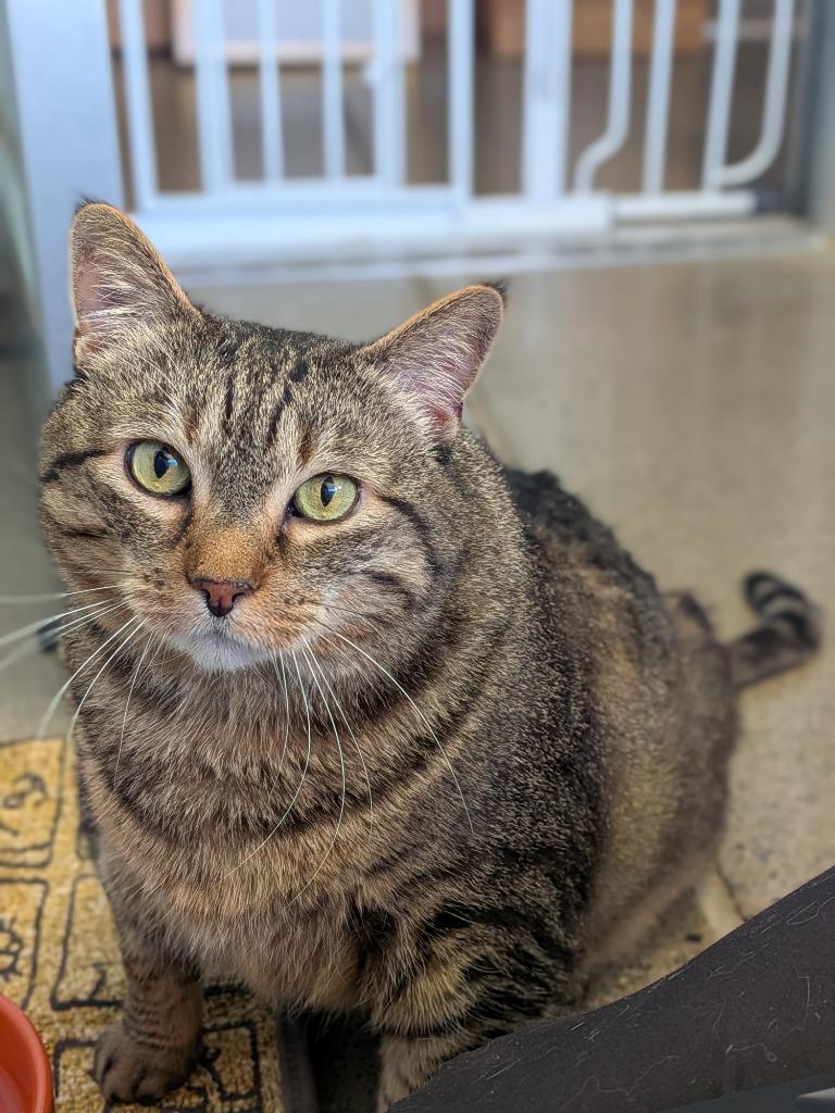 Lola, Adoptable, Adult Female Domestic Short Hair.