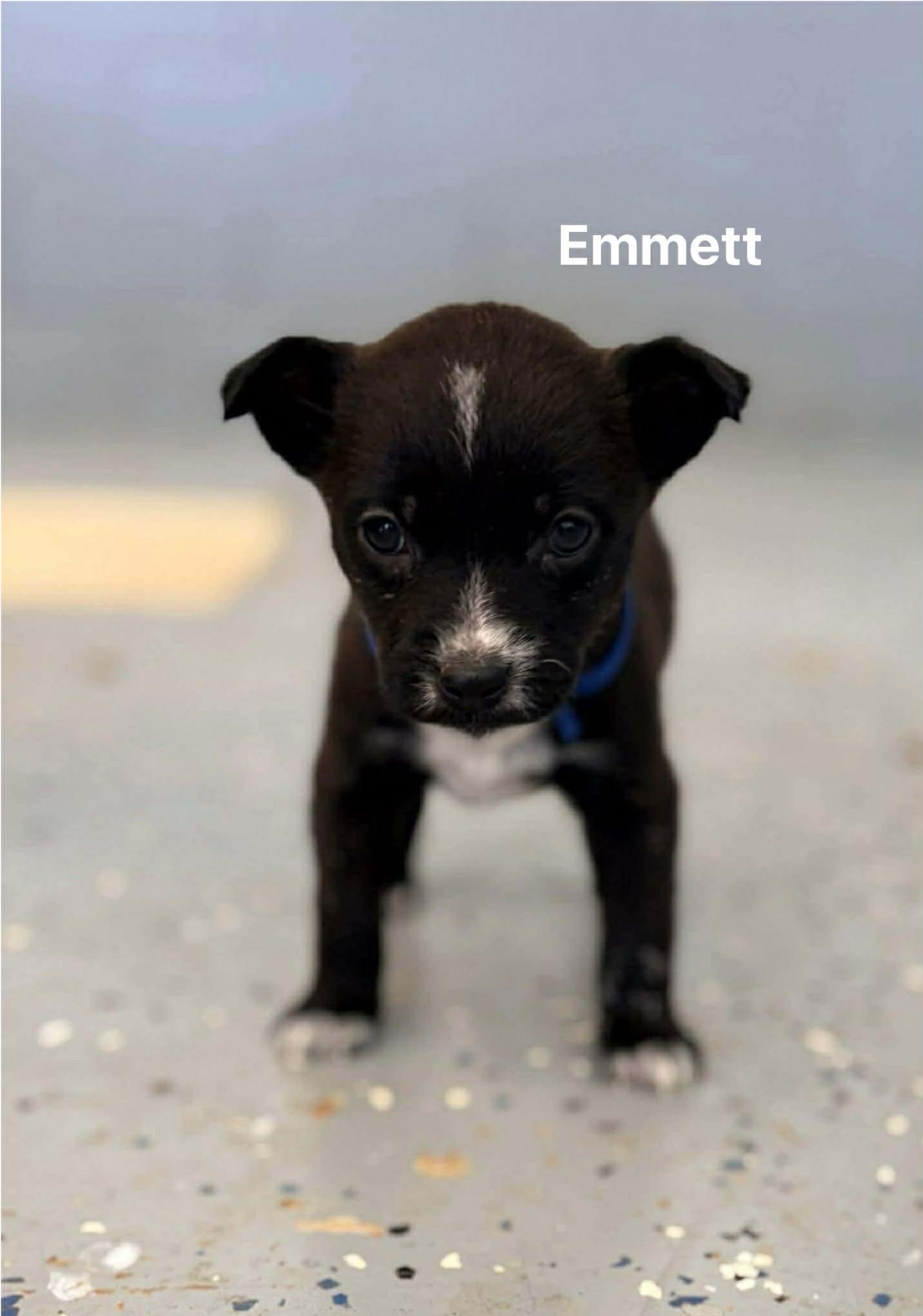 Emmett, a Adoptable mixed breed in West Warwick, RI image 2/2