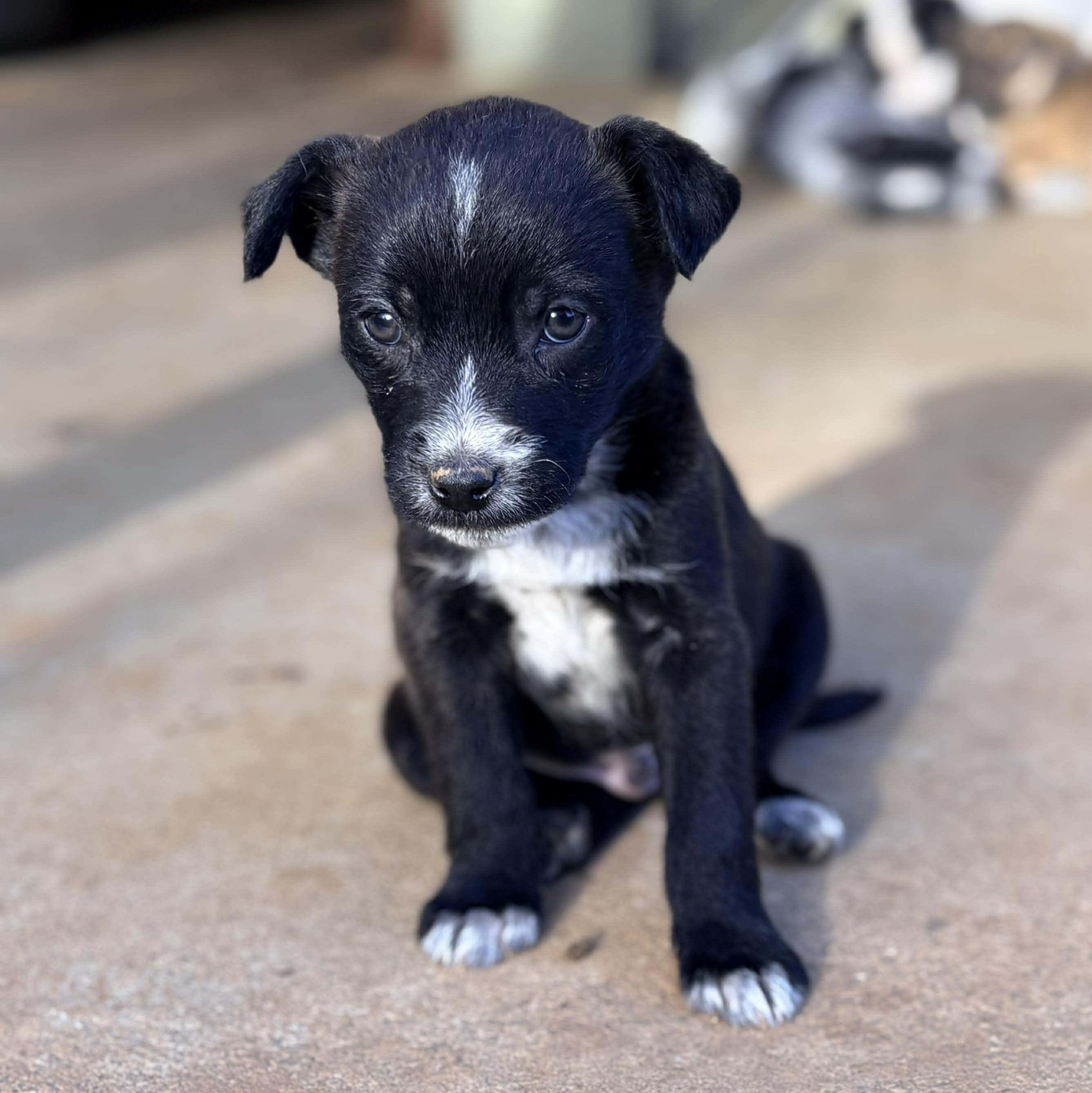 Emmett, a Adoptable mixed breed in West Warwick, RI image 1/2