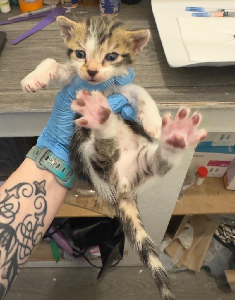 Enlarge Lilac, a Adoptable mixed breed in Johnson City, TN image 4/6