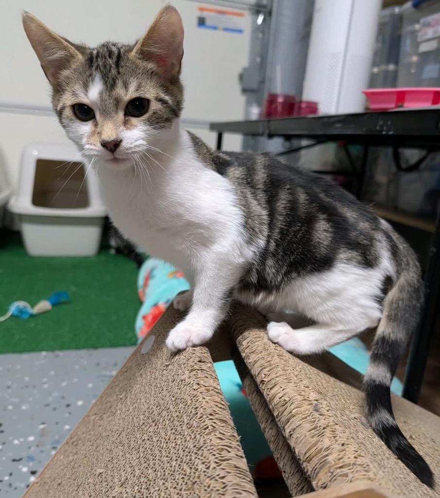 Enlarge Lilac, a Adoptable mixed breed in Johnson City, TN image 5/6