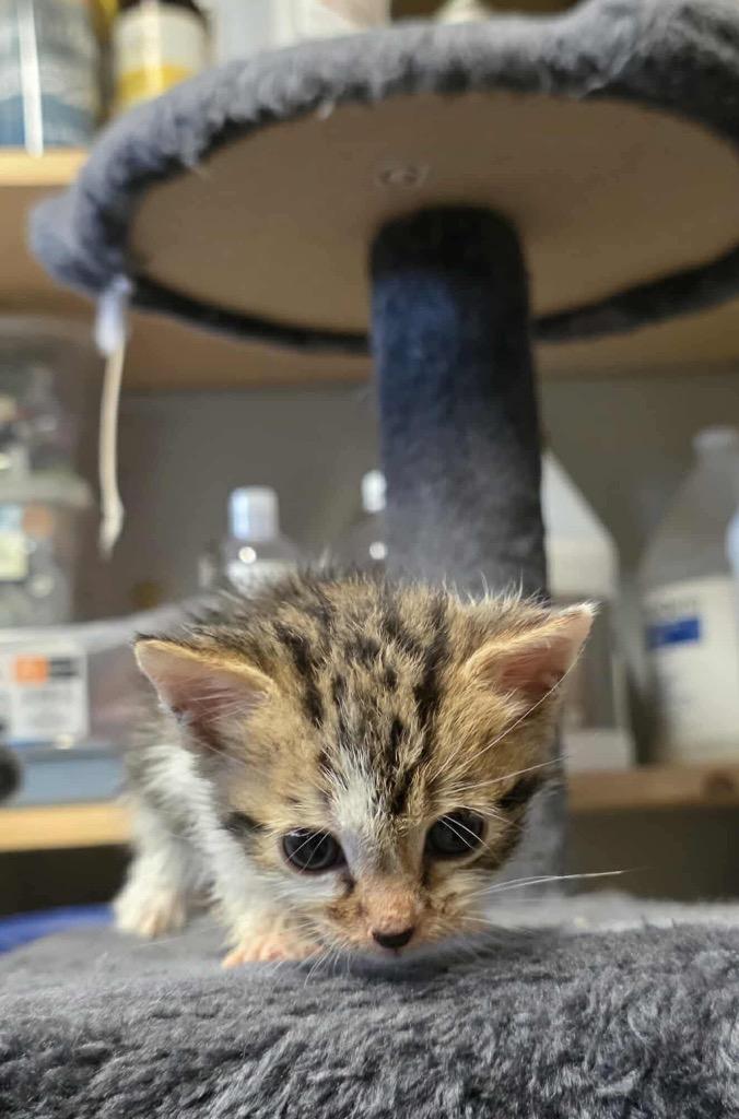 Enlarge Lilac, a Adoptable mixed breed in Johnson City, TN image 6/6