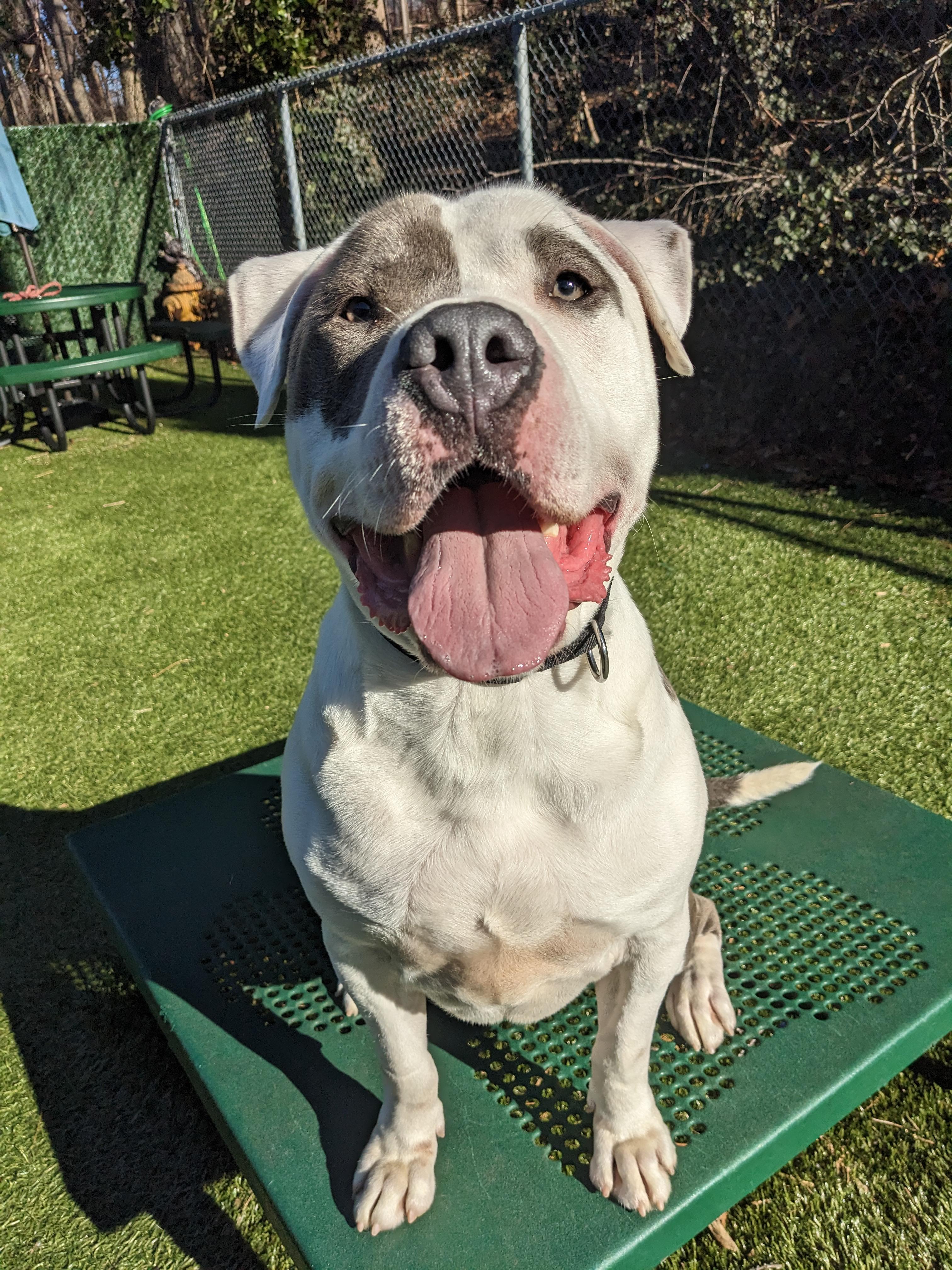 Enlarge Logan, a Adoptable mixed breed in Port Washington, NY image 2/5