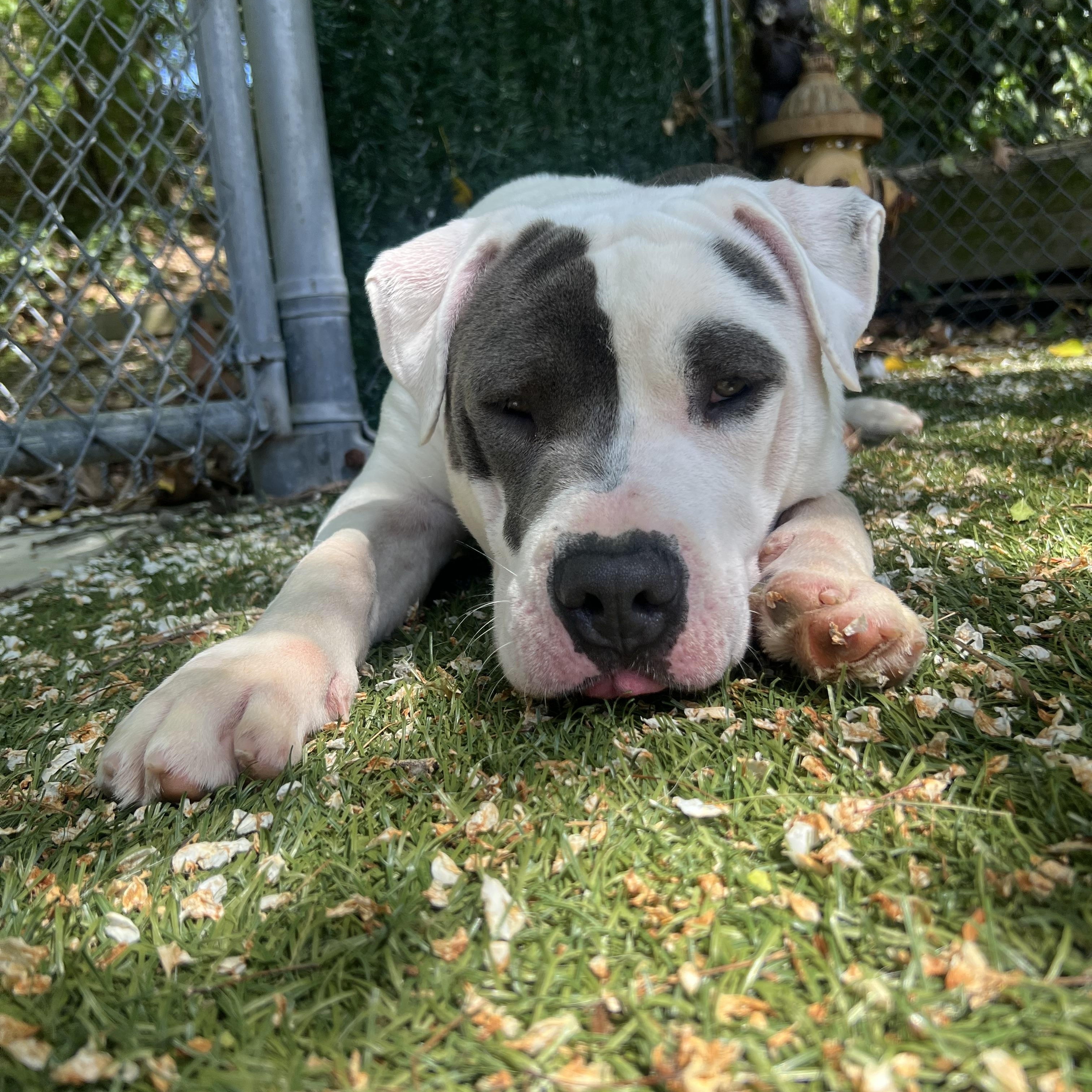 Enlarge Logan, a Adoptable mixed breed in Port Washington, NY image 1/5