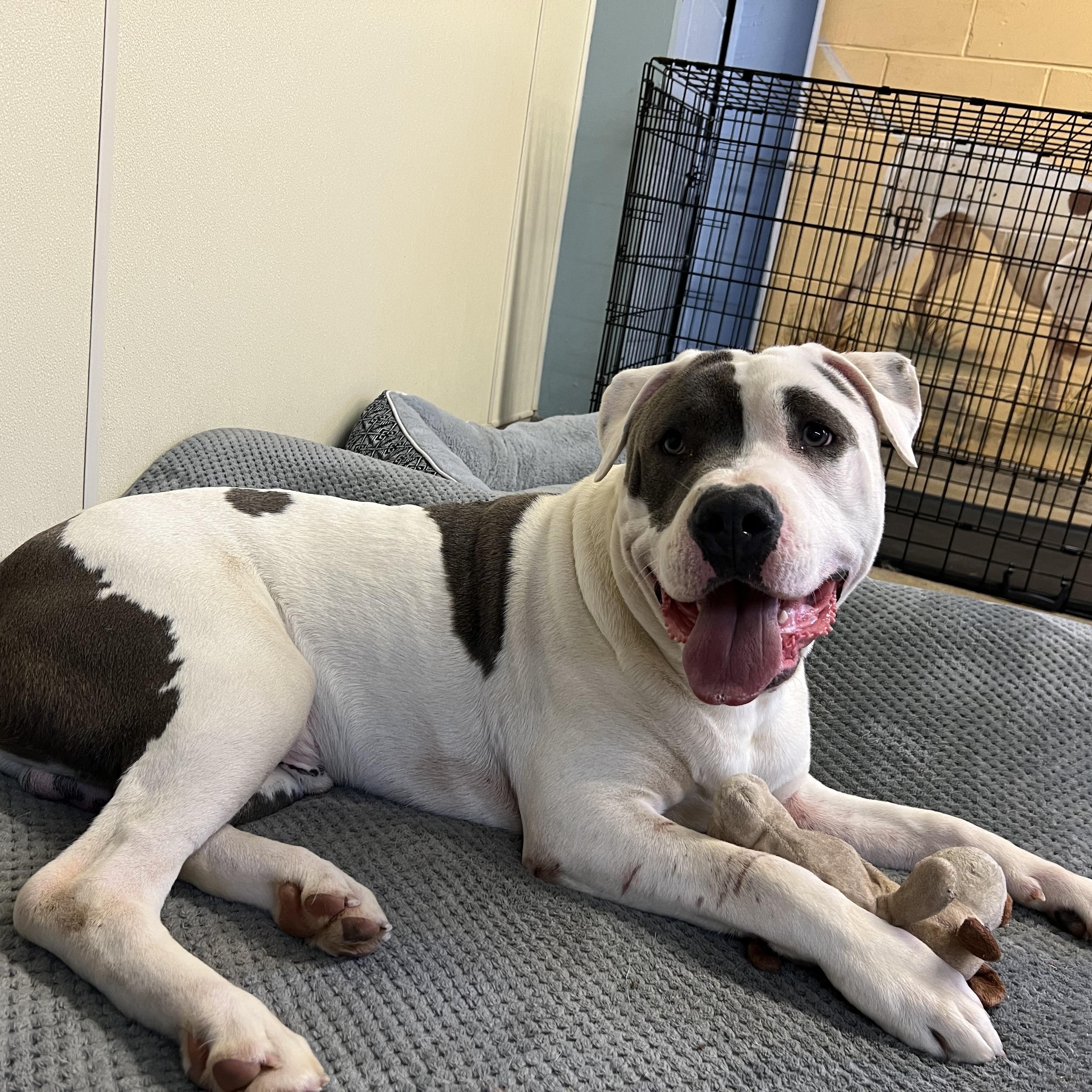 Enlarge Logan, a Adoptable mixed breed in Port Washington, NY image 2/5