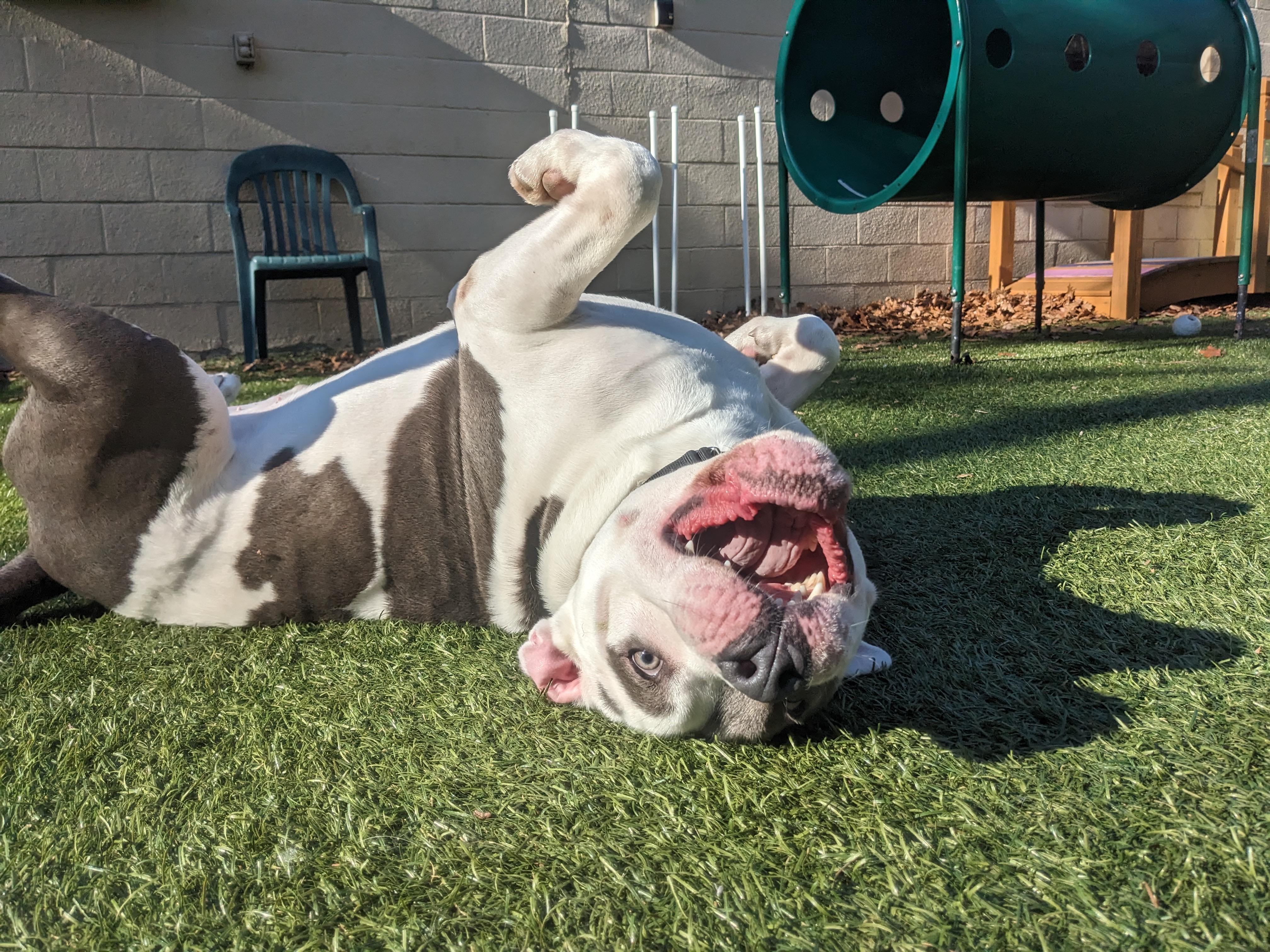 Enlarge Logan, a Adoptable mixed breed in Port Washington, NY image 4/5