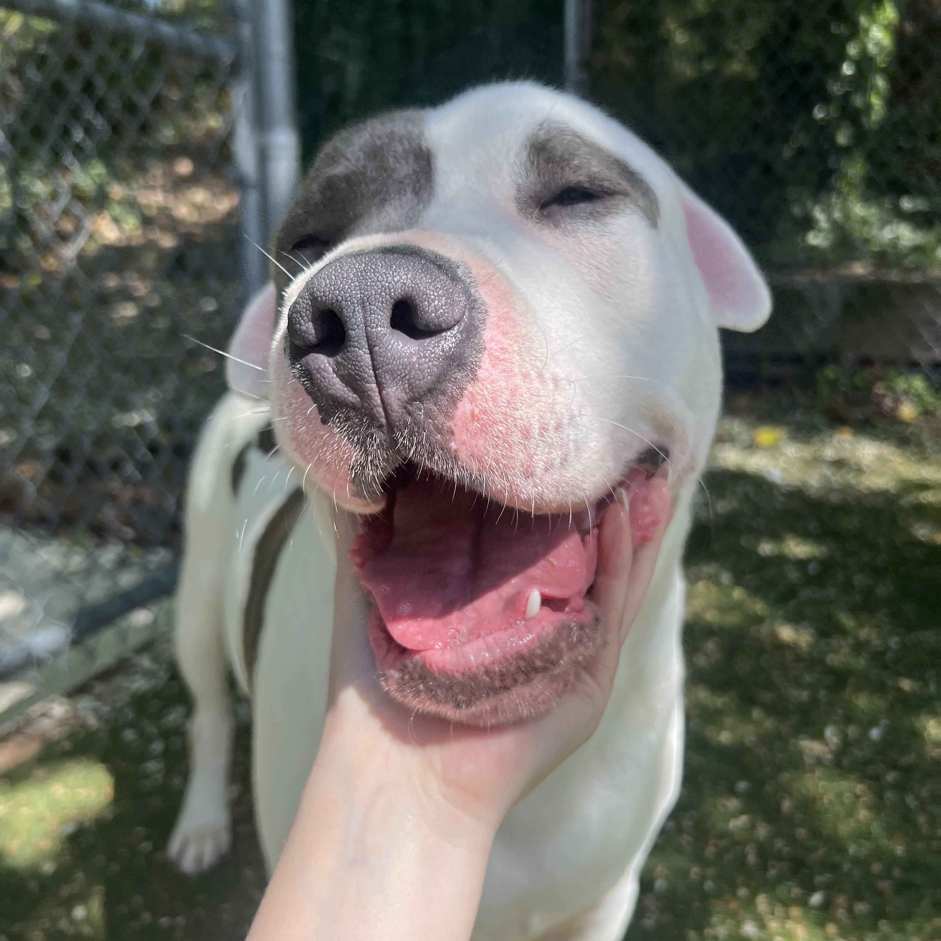 Enlarge Logan, a Adoptable mixed breed in Port Washington, NY image 3/5