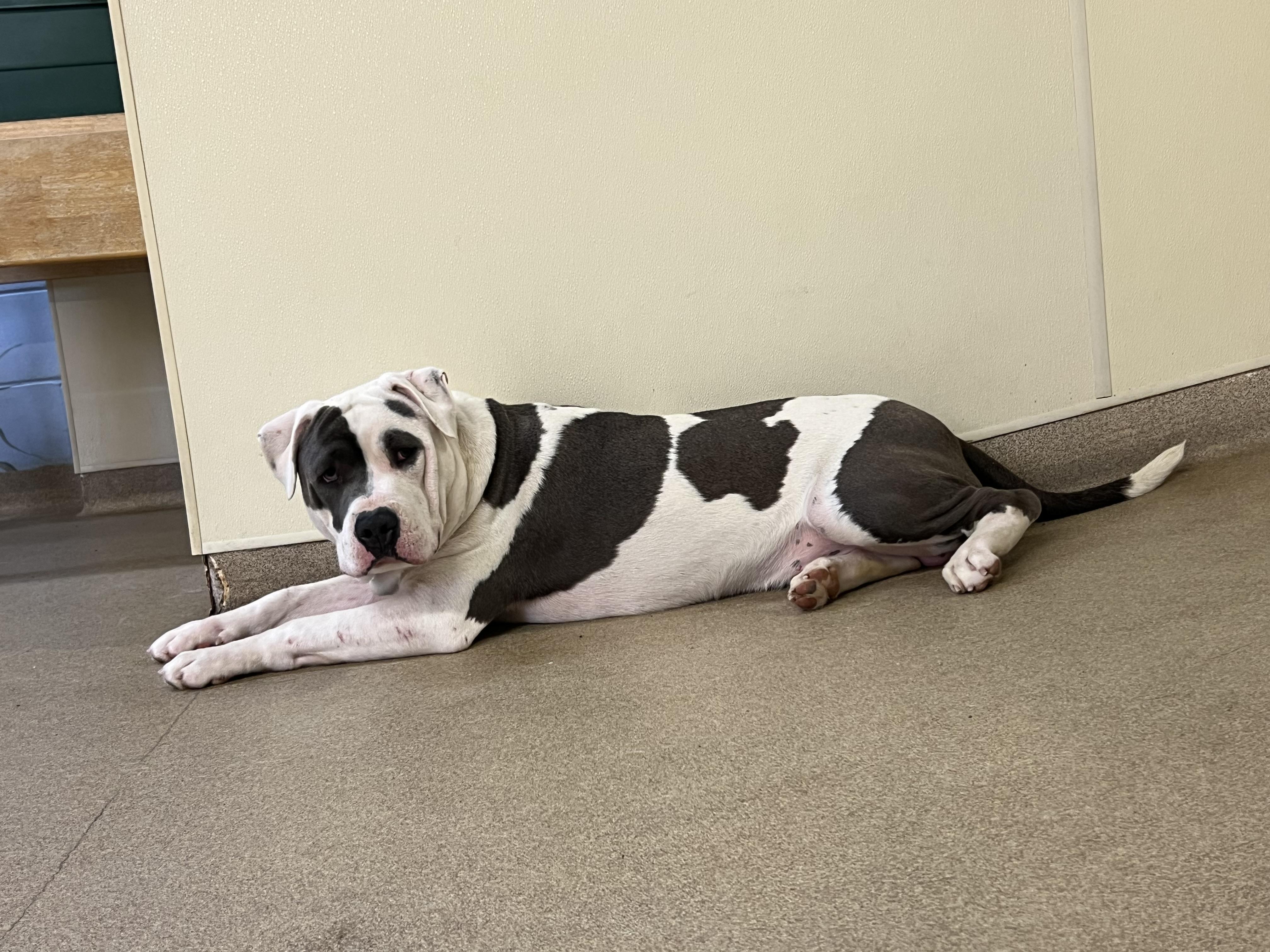 Enlarge Logan, a Adoptable mixed breed in Port Washington, NY image 4/5