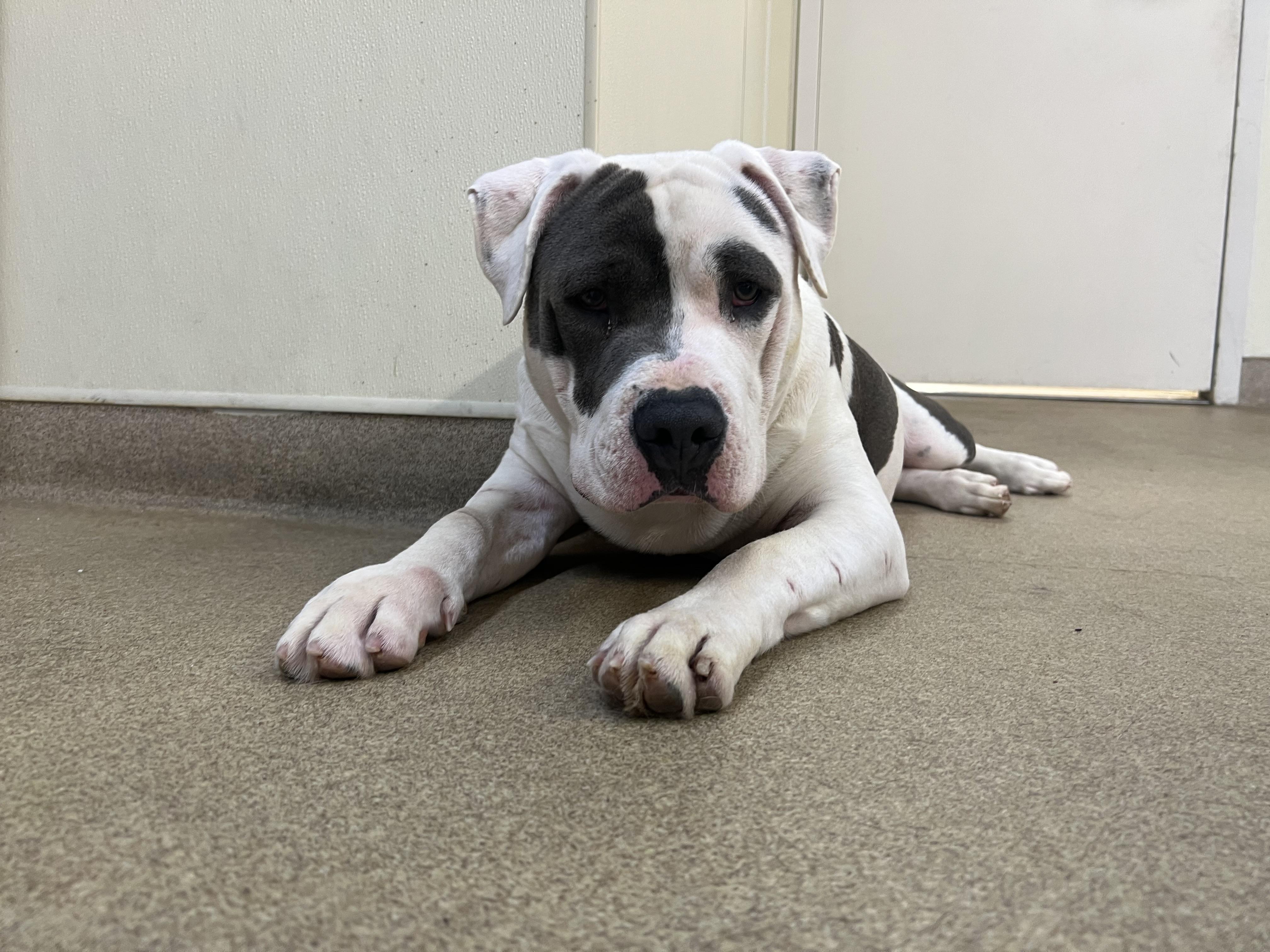 Enlarge Logan, a Adoptable mixed breed in Port Washington, NY image 5/5