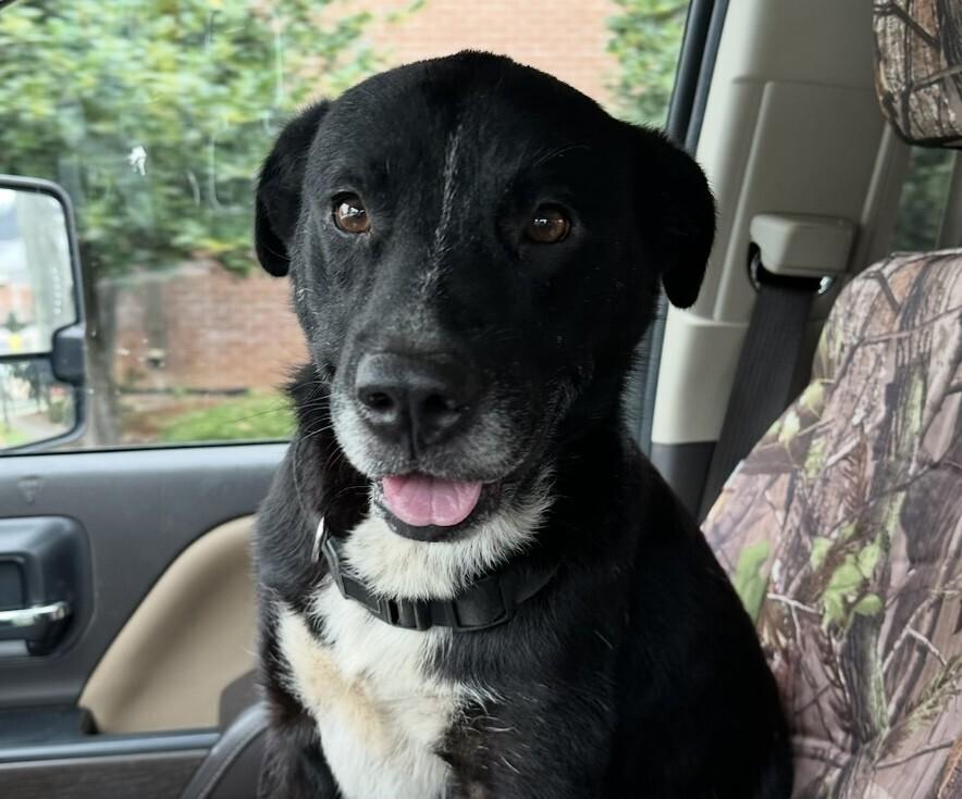 Nike, a Adoptable mixed breed in Washington, DC image 1/4