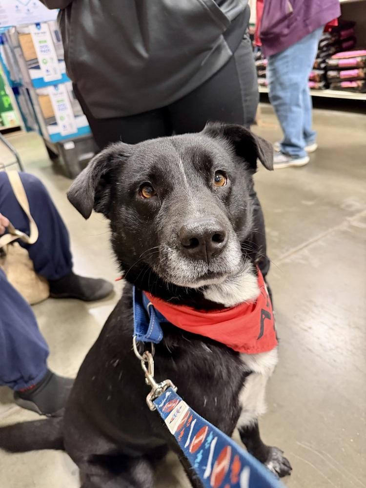 Nike, a Adoptable mixed breed in Washington, DC image 3/4