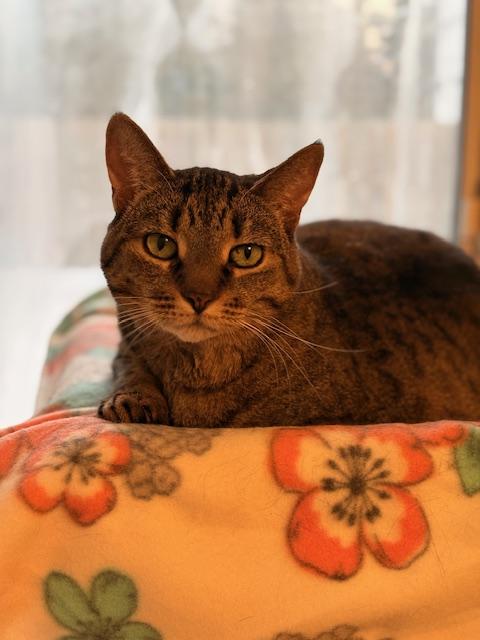 Shadow - Loyal, a ADOPTABLE Tabby in Holland, MI image 2/3