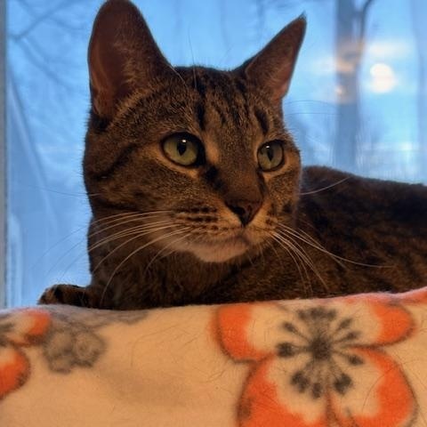 Shadow - Loyal, ADOPTABLE, Senior Female Tabby.