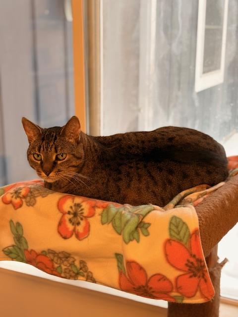 Shadow - Loyal, a ADOPTABLE Tabby in Holland, MI image 3/3
