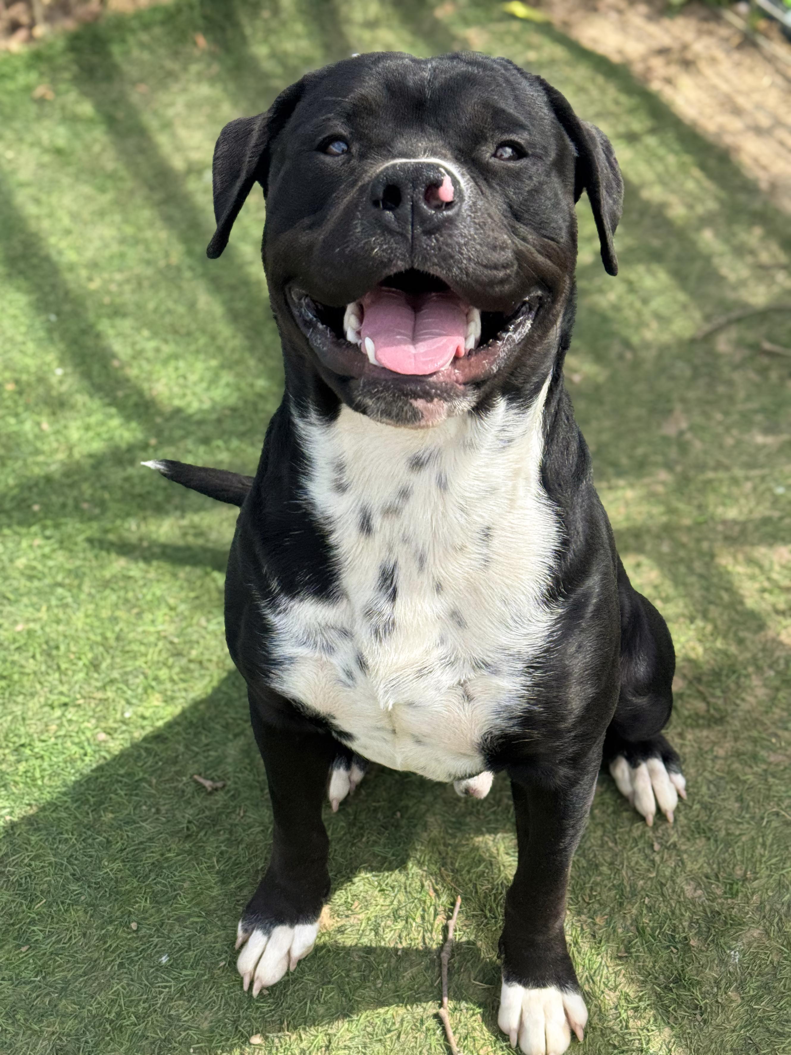 Enlarge Noah, an adopted mixed breed in Anderson, IN image 2/4