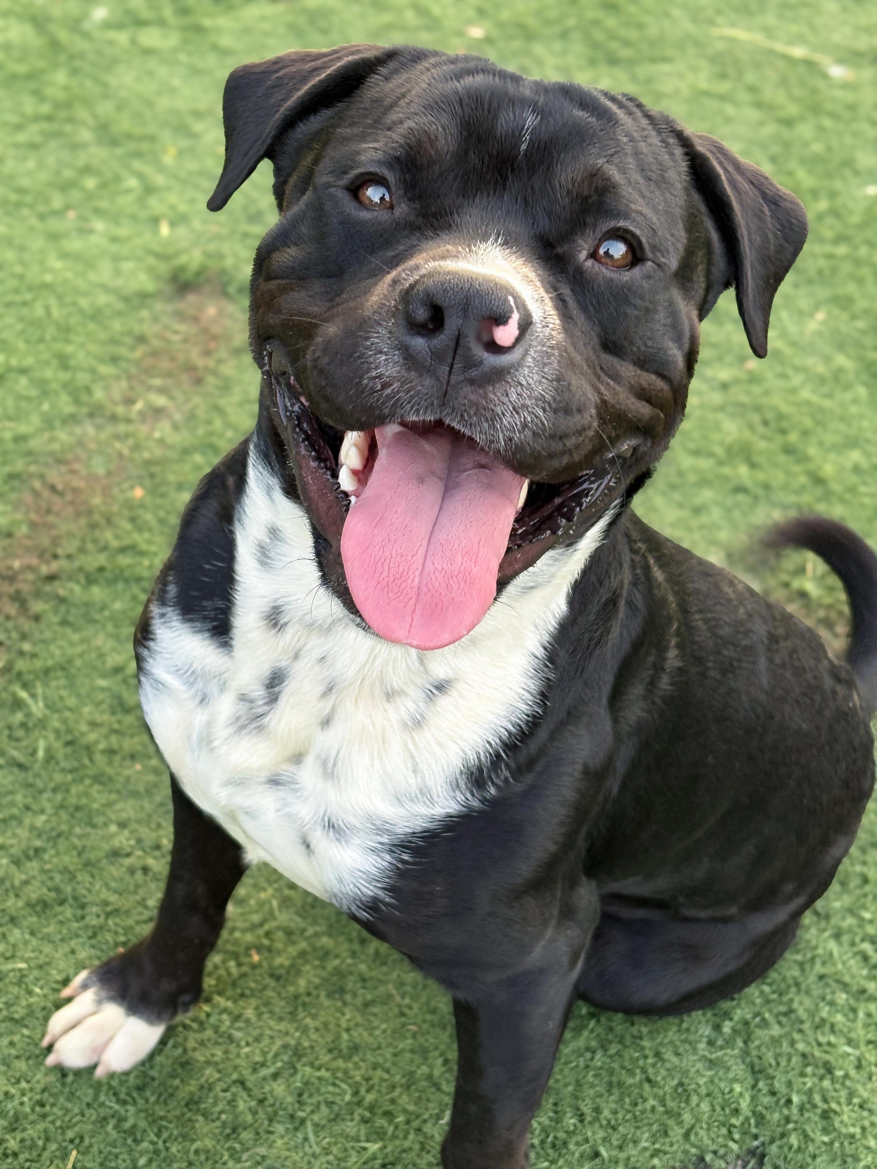 Enlarge Noah, an adopted mixed breed in Anderson, IN image 1/4