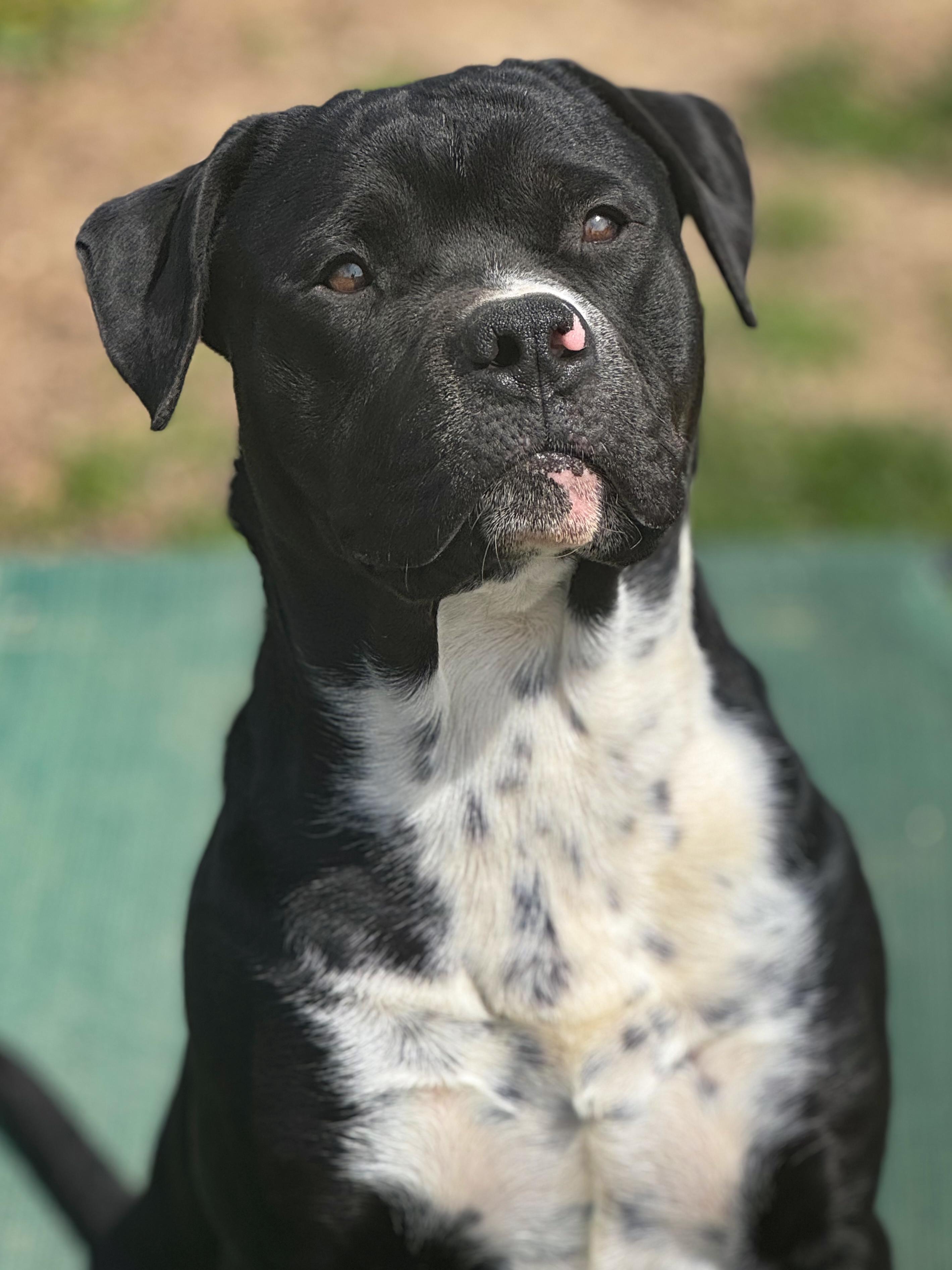 Enlarge Noah, an adopted mixed breed in Anderson, IN image 3/4