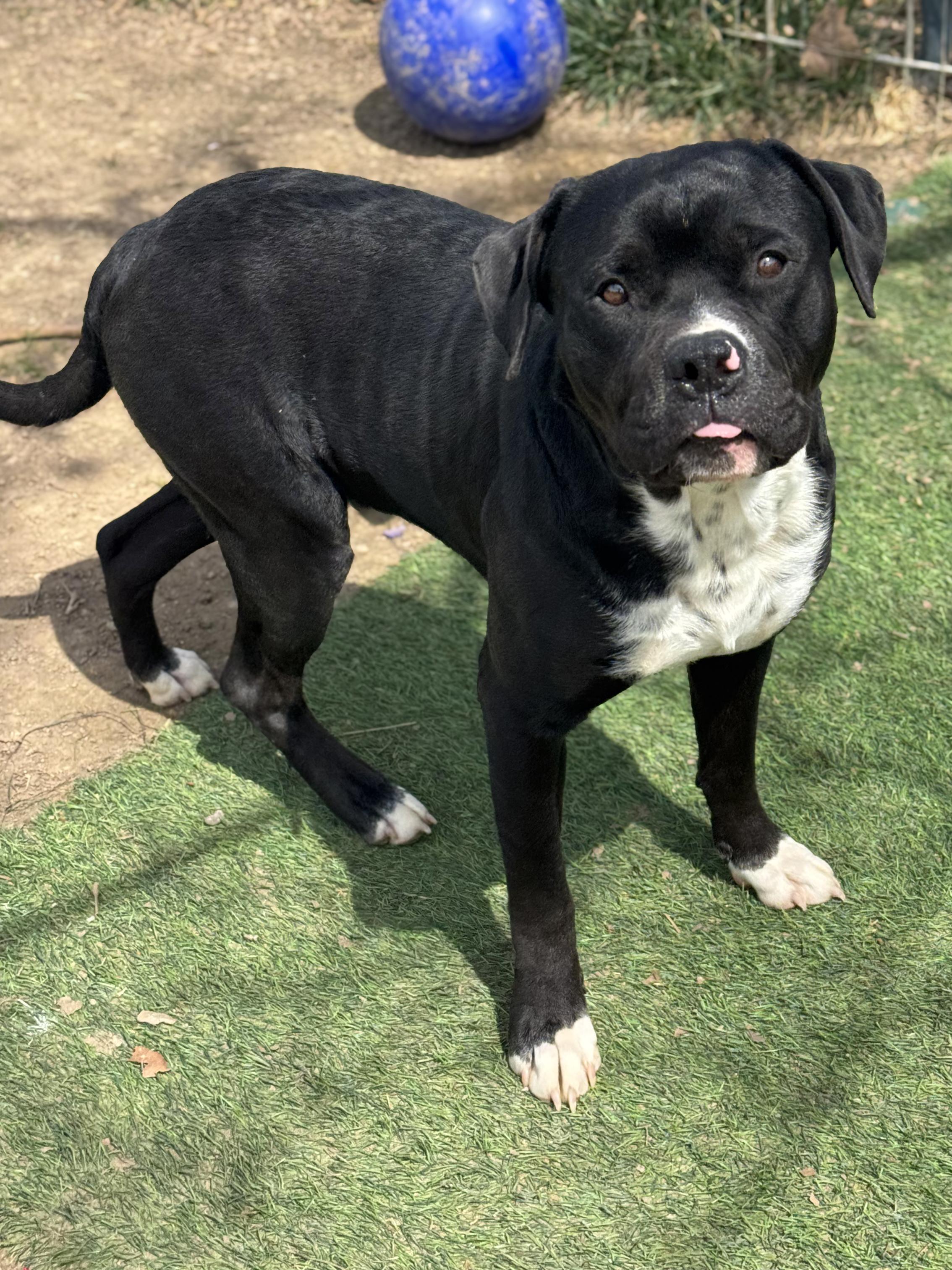 Enlarge Noah, an adopted mixed breed in Anderson, IN image 4/4