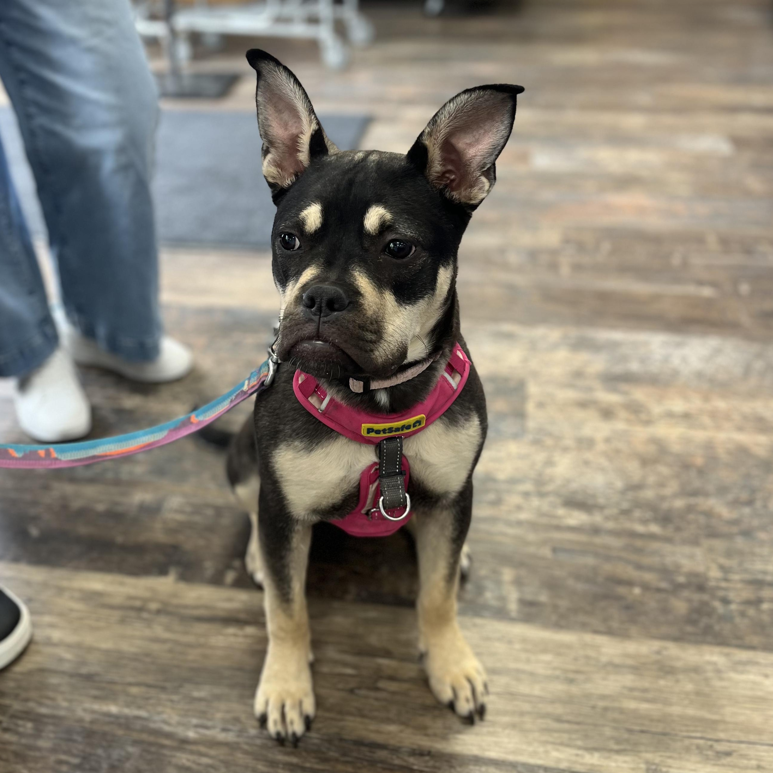 Moxie, a ADOPTABLE mixed breed in Barrie, ON image 2/5