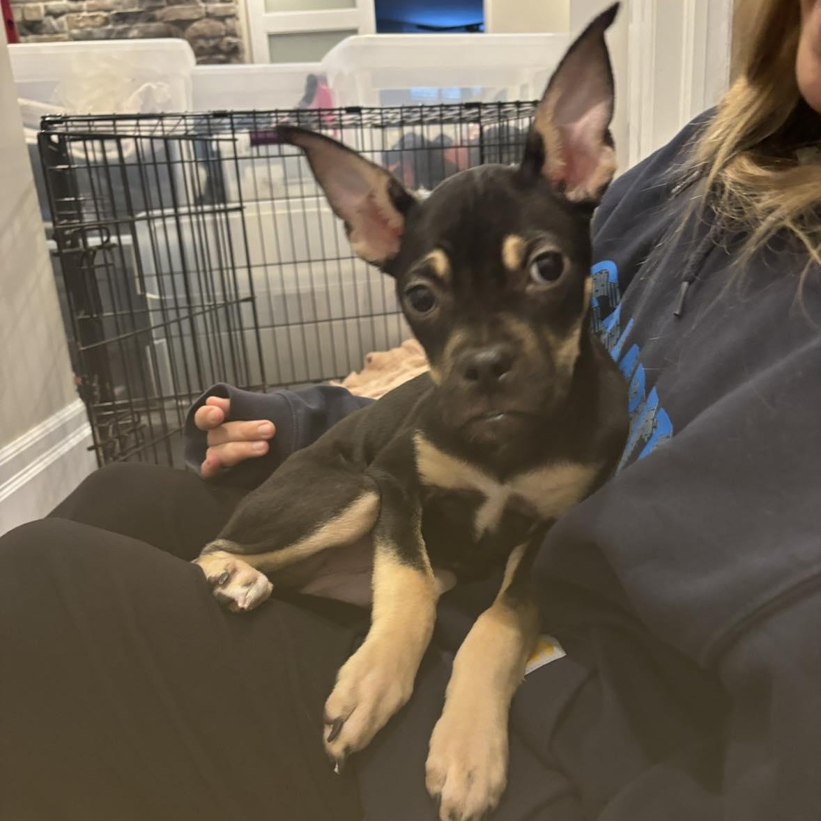 Enlarge Moxie, a ADOPTABLE mixed breed in Barrie, ON image 3/6