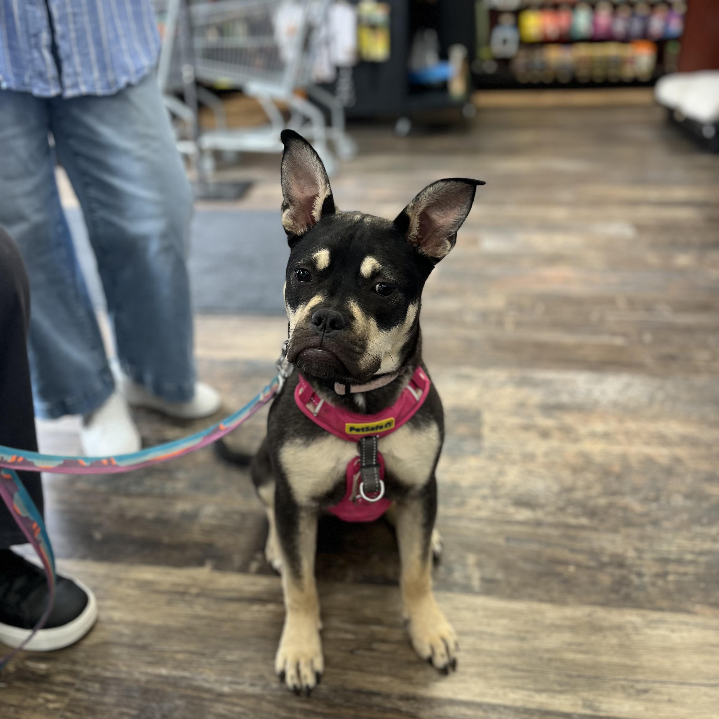 Moxie, ADOPTABLE, Puppy Female American Bully.