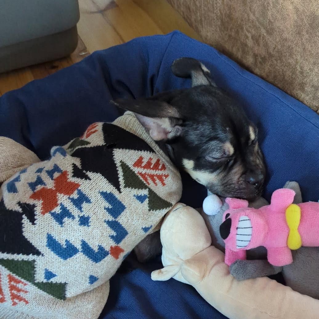 Enlarge Moxie, a ADOPTABLE mixed breed in Barrie, ON image 4/6