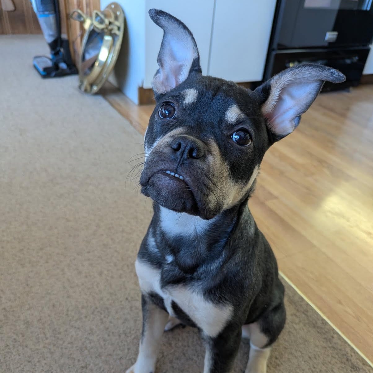 Moxie, ADOPTABLE, Young Female American Bully.