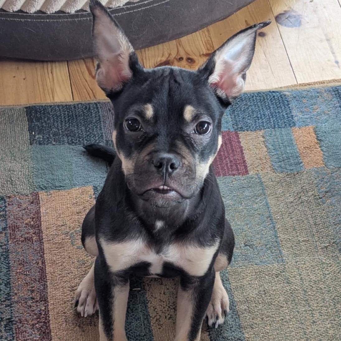 Enlarge Moxie, a ADOPTABLE mixed breed in Barrie, ON image 2/6