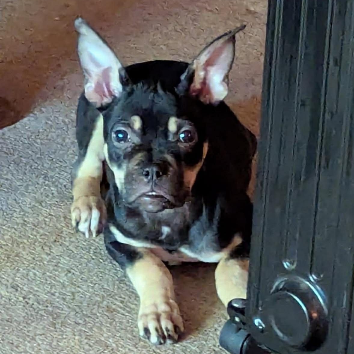 Enlarge Moxie, a ADOPTABLE mixed breed in Barrie, ON image 5/6