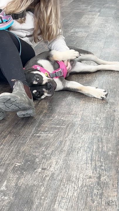 Enlarge Moxie, a ADOPTABLE mixed breed in Barrie, ON video 4/5
