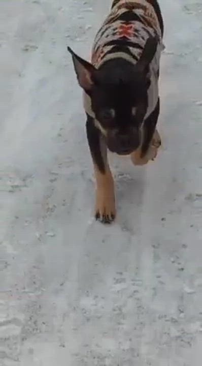 Enlarge Moxie, a ADOPTABLE mixed breed in Barrie, ON video 6/6