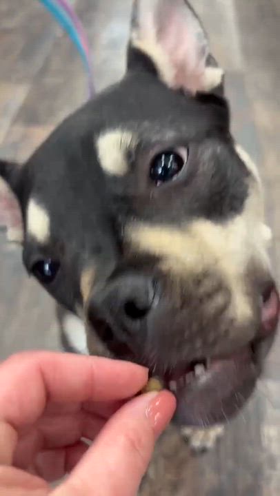 Enlarge Moxie, a ADOPTABLE mixed breed in Barrie, ON video 5/5