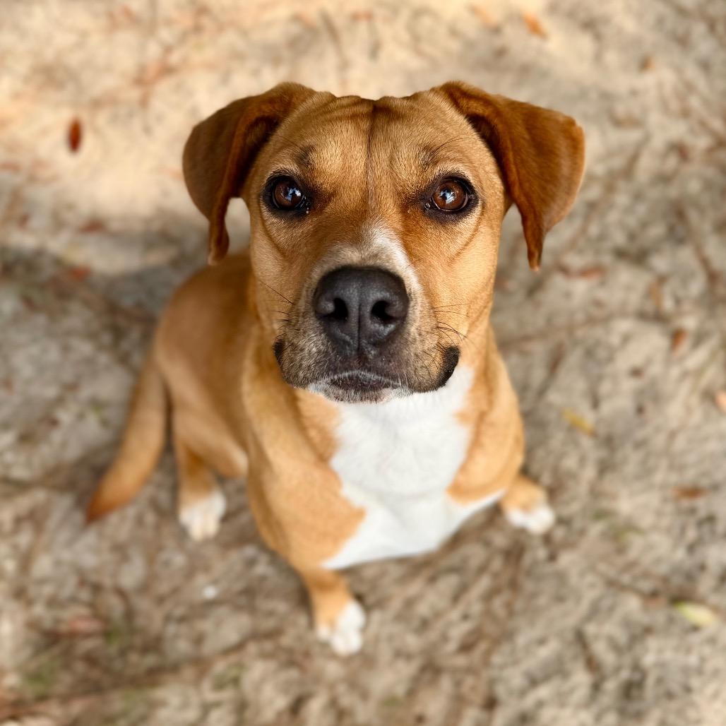 Ginger, Adoptable, Adult Female Mixed Breed.