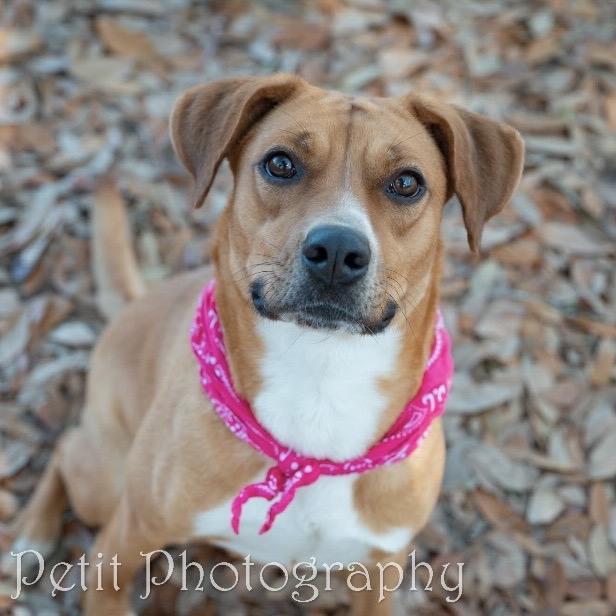 Enlarge Ginger, a Adoptable Mixed Breed in Milton, FL image 2/6
