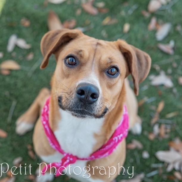 Enlarge Ginger, a Adoptable Mixed Breed in Milton, FL image 3/6