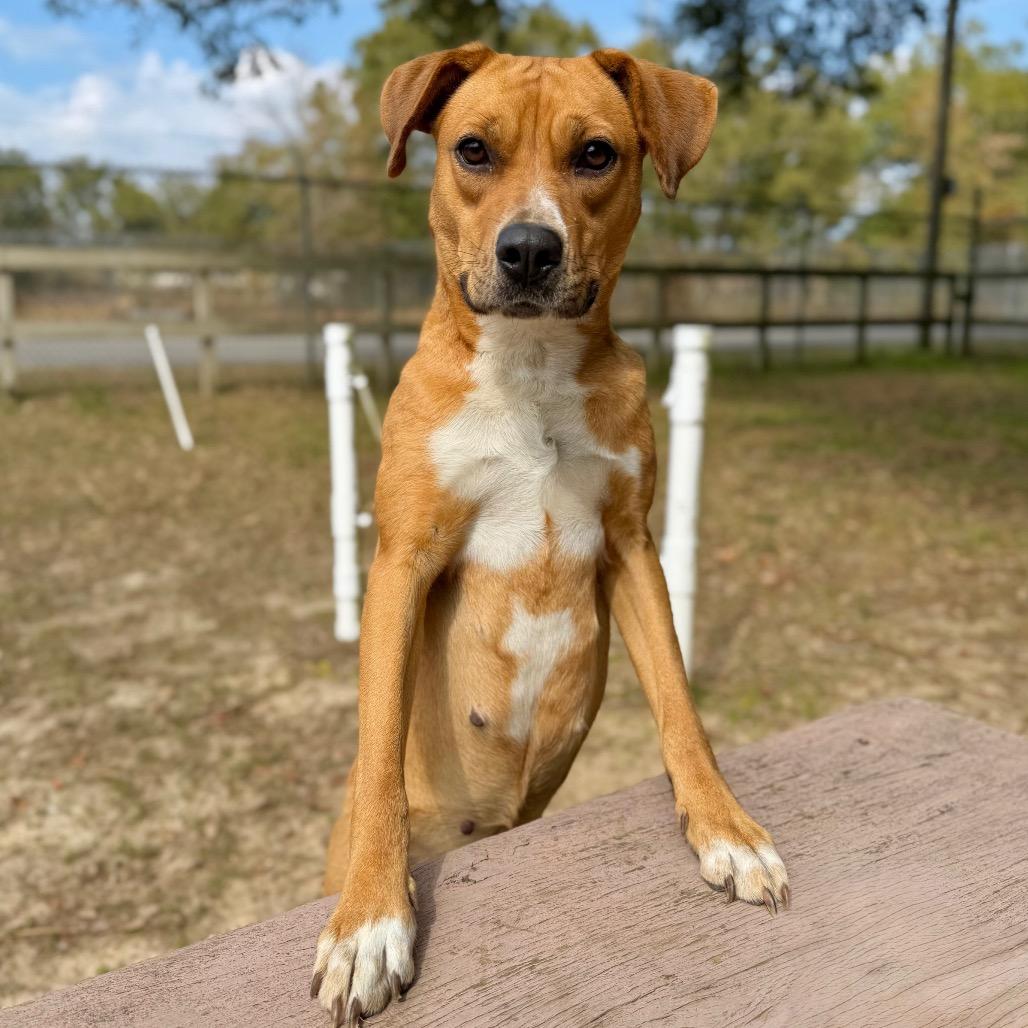 Enlarge Ginger, a Adoptable Mixed Breed in Milton, FL image 6/6