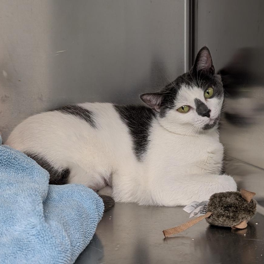 Jewel, a ADOPTABLE Domestic Short Hair in Reisterstown, MD image 6/6