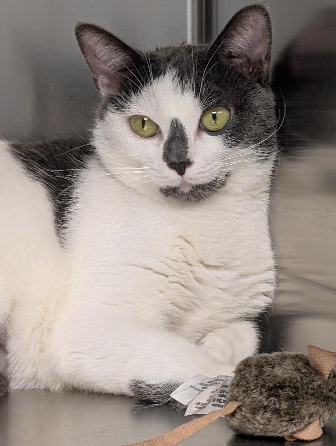 Jewel, a ADOPTABLE Domestic Short Hair in Reisterstown, MD image 5/6