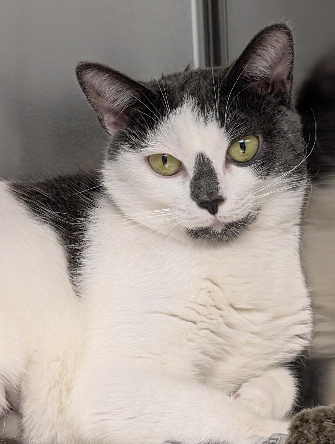 Jewel, a ADOPTABLE Domestic Short Hair in Reisterstown, MD image 3/6