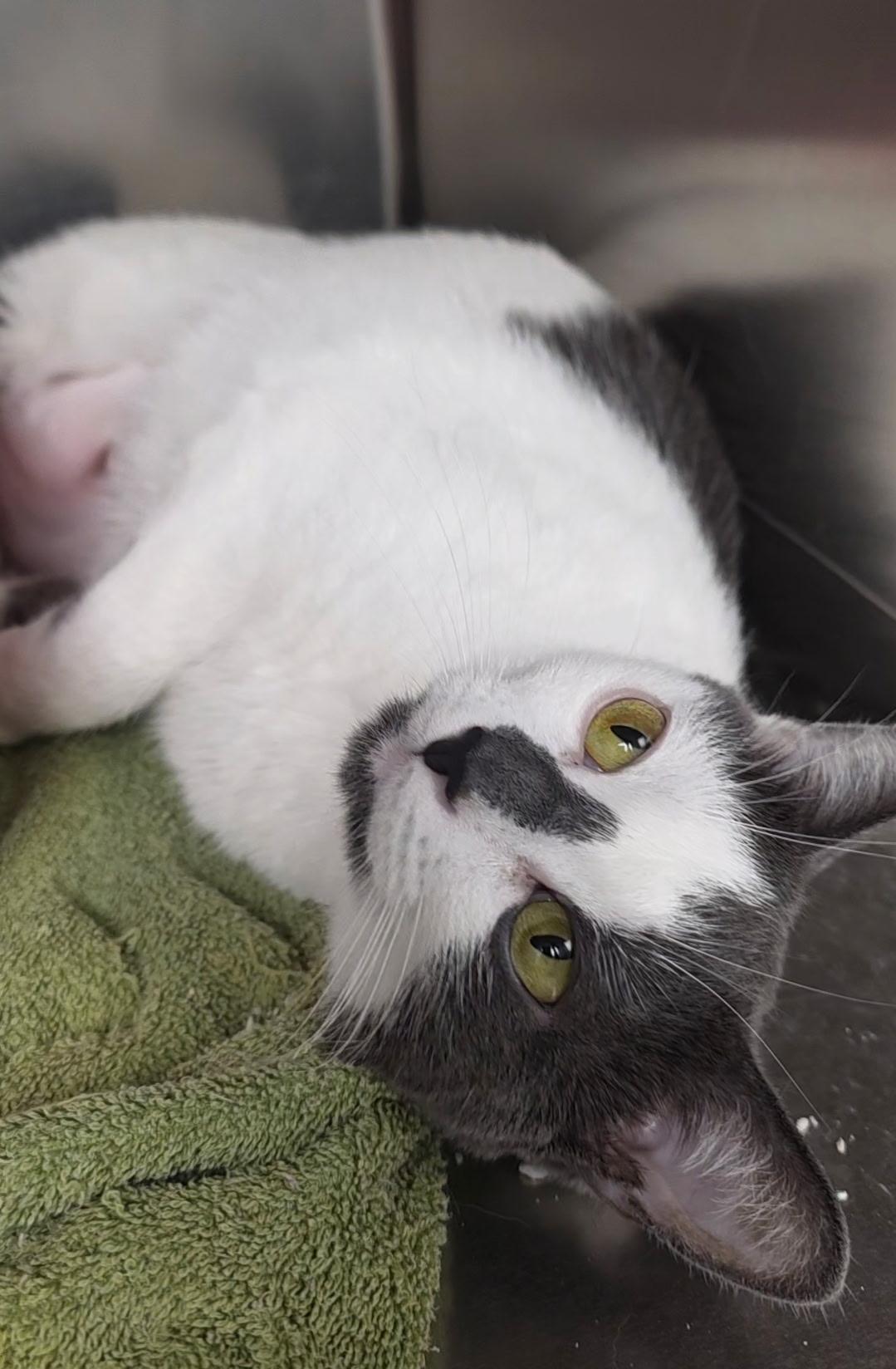 Jewel, a ADOPTABLE Domestic Short Hair in Reisterstown, MD image 4/6