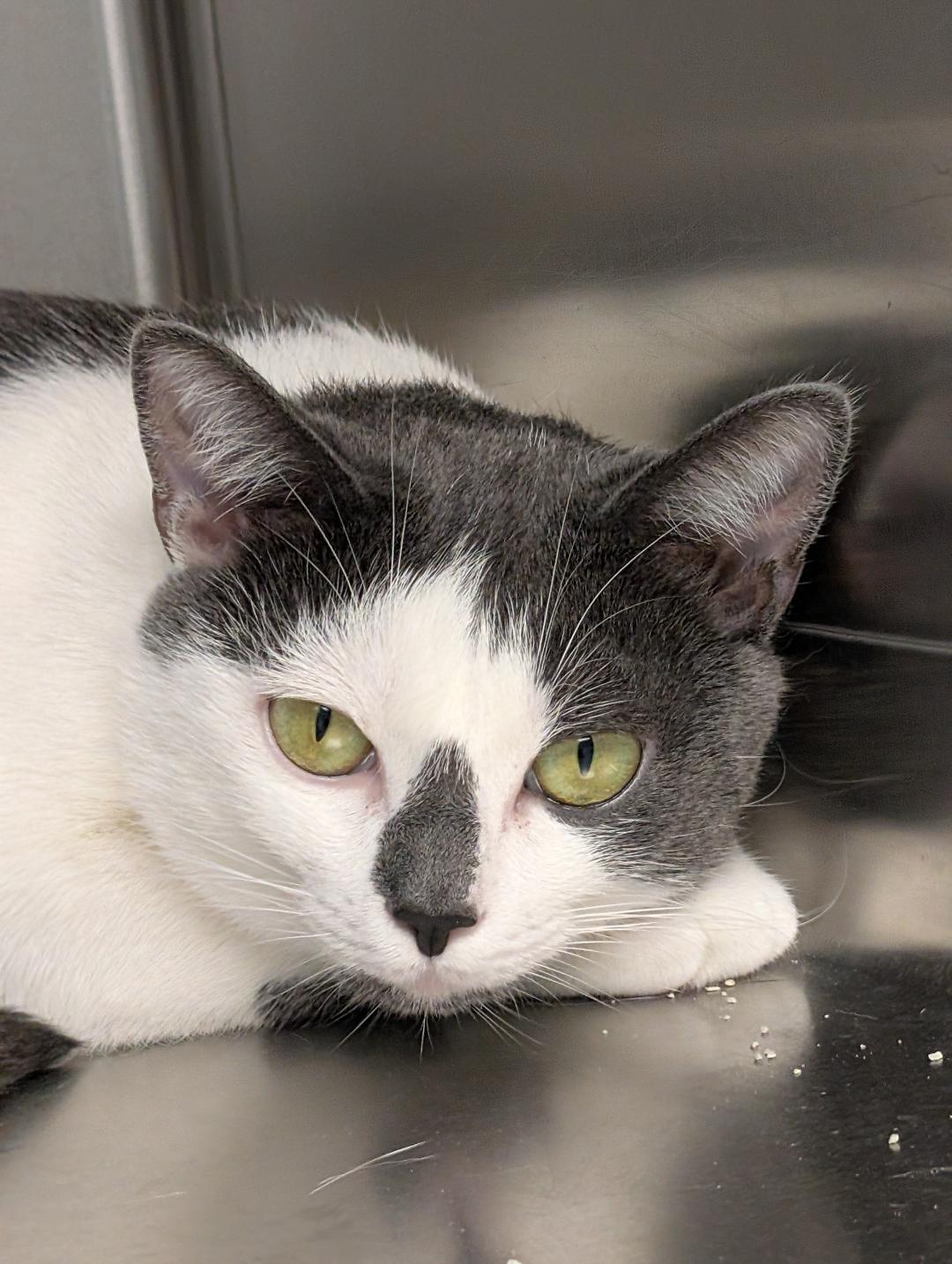 Jewel, a ADOPTABLE Domestic Short Hair in Reisterstown, MD image 1/6