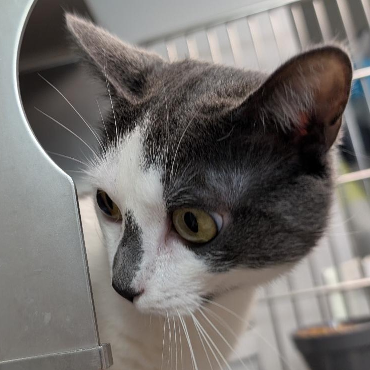 Jewel, a ADOPTABLE Domestic Short Hair in Reisterstown, MD image 2/6